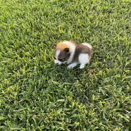 Pomeranian Puppies from Stardust Poms