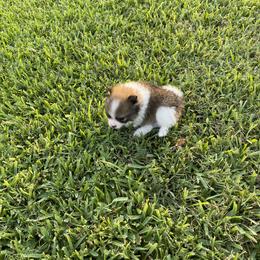Pomeranian Puppies from Stardust Poms