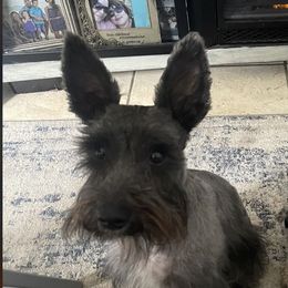 Rizzo - Miniature Schnauzer