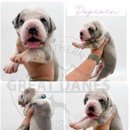 Popcorn - Harlequin female Great Dane puppy in Sac City, Iowa from Northern Great Danes of Colorado & Iowa