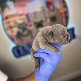 French Bulldog Puppies from Custom Made Frenchies LLC