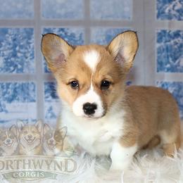 Pembroke Welsh Corgi Puppies from Northwynd Corgis