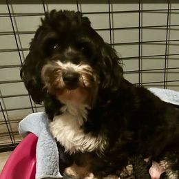 Molly - Bernedoodle