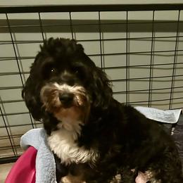 Molly - Bernedoodle