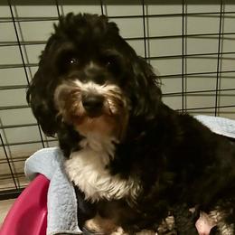 Molly - Bernedoodle