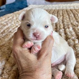 Malibu - Cream male Chihuahua puppy in Menifee, California from Lane’s Little Long Coats