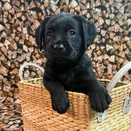 Eloise - Black female Labrador Retriever puppy in Isle, Minnesota from Dog Ear Outfitters