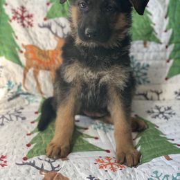 American Leopard Hound, Bluetick Coonhound, and German Shepherd Puppies from Haus Biery German Shepherds, Benchmark Blueticks & Leopard Hounds