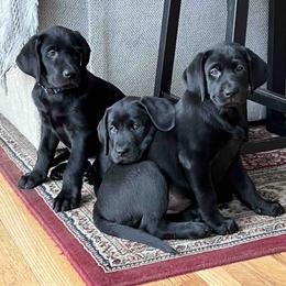 Labrador Retriever Puppies from Branley's Riverside Labradors