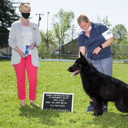 German Shepherd Puppies from Ca-She Shepherds