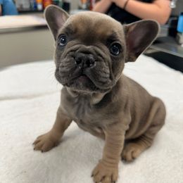 Sherman - Blue fawn male French Bulldog puppy in Belleville, Illinois from Poppy’s Frenchies