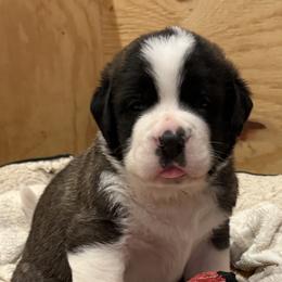 Saint Bernard Puppies from Cincinnati St. Bernards