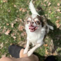 Casper - Chihuahua