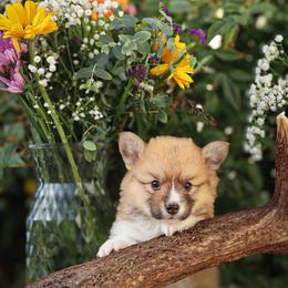 Bandit - Sable male Pembroke Welsh Corgi puppy in Caliente, California from Rafter Cross 7