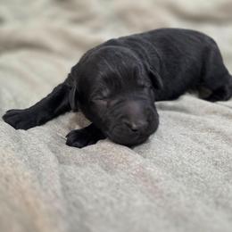 Boy 5 - Black male Giant Schnauzer puppy in Mcneal, Arizona from Olympian Giant Schnauzers and Westie’s!