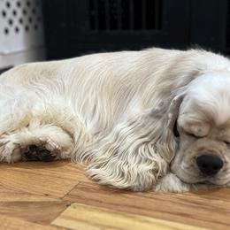 RON - Cocker Spaniel