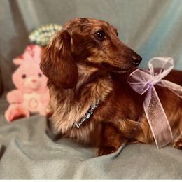 Fancy - Dachshund