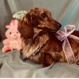 Fancy - Dachshund