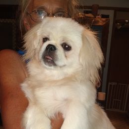 Diesel - Pekingese