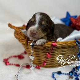 Chocolate Boy - Chocolate and cream male Dachshund puppy in Nashville, Arkansas from Whisenhunt Farms