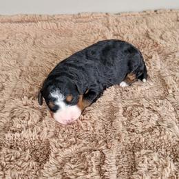 Dash - Tri-color male Bernedoodle puppy in East Earl, Pennsylvania from Mountainside Puppies