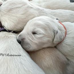 Boy (Reservation 4) - Golden male Golden Retriever puppy in Murfreesboro, Tennessee from ATW Retrievers
