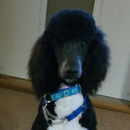 BUIE - Poodle