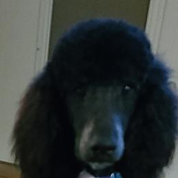 BUIE - Poodle