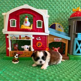 Hazel - Chocolate female Shih Tzu puppy in Success, Missouri from Sweet Success