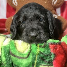 Casey - Black female Labradoodle puppy in Beecher, Illinois from Erica’s Doodles