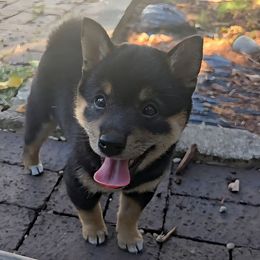 AKC - George - Black and tan male Shiba Inu puppy in Jensen Beach, Florida from ScrapiShibas