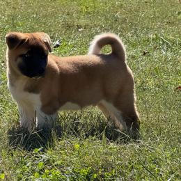 Boy 2 - Fawn male Akita puppy in Cuba, Missouri from Kamikaze Akitas