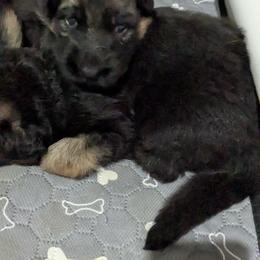 German Shepherd Puppies from McLaughlin German Shepherds