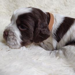 English Springer Spaniel Puppies from Erica Chapman