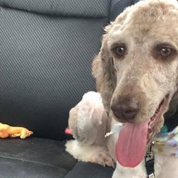 Poodles from Magnolia Scarlette Poodles