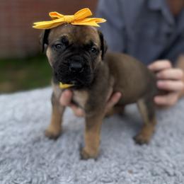 Yellow collar female - Fawn female Boerboel puppy in Bon Aqua, Tennessee from Erickson Ranch Boerboels
