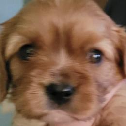 Cavalier King Charles Spaniels from Ashleigh Bishop