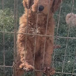 Male 3 - Red  male Goldendoodle puppy in Sauk Village, Illinois from Midwest Timberland Pups