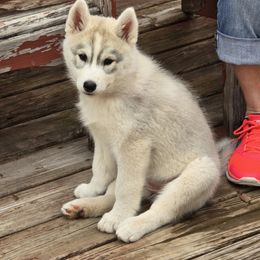 Siberian Husky Puppies from Tevana Siberians LLC