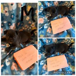 Puppy - Black male Pug puppy in Trenton, Tennessee from Brenda's Puppies