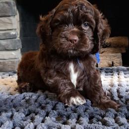 Dark Blue Male - Brown male Cocker Spaniel puppy in Howell, Michigan from Robbin's Treasures