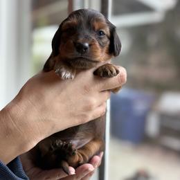 Boy 1 - Chocolate and tan male Dachshund puppy in Mather, California from English Cream Doxies