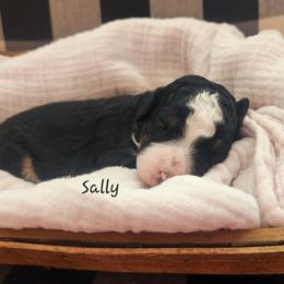 Bernedoodle and Irish Doodle Puppies from Willow-Be Doodles