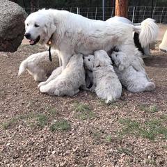 Colorado Mountain Dog Puppies from Tereo Ranch
