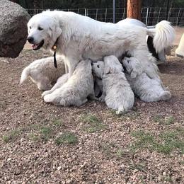 Colorado Mountain Dog Puppies from Tereo Ranch