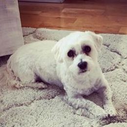 Havanese All Grown Up from Spring Meadow Havanese