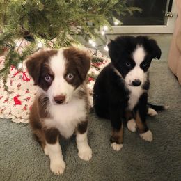 Miniature Australian Shepherd Puppies from Frankenmuth Mini Aussies