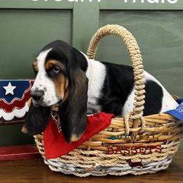 Cream - Black brown and white male Basset Hound puppy in Willcox, Arizona from Out West Bassets