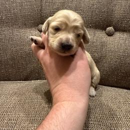 Girl 1 - Cream female Dachshund puppy in Walla Walla Valley, Oregon from English Cream Dachshunds