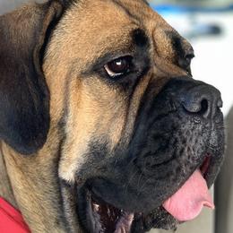 Charlie - Cane Corso